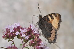 Aglais urticae